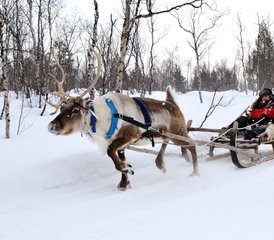 7 Tage Winter Pferdereiturlaub in Kiruna, Schweden - Photo 3