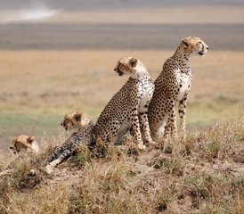 8 días de safari de fauna salvaje de gama media en Tanzania - Photo 2