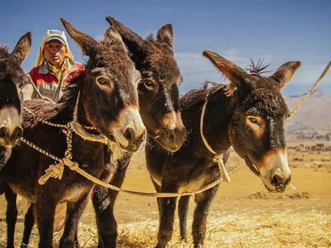 12 Day Guided Motorcycle Tour in Bolivia: Conquer the Diverse Landscapes of the Bolivian Andes photo 9