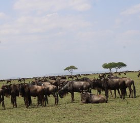 6 Day Authentic Vacation Adventure Tanzania Private Safari - Photo 2