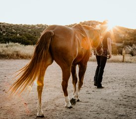 7 Day Rescue Horse Ranch Vacation in New Mexico, USA: Ride with Purpose - Photo 5