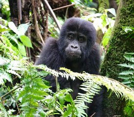 3 Day Gorillas in the Mist Trekking Safari in Bwindi National Park and Lake Bunyonyi in Uganda - Photo 4