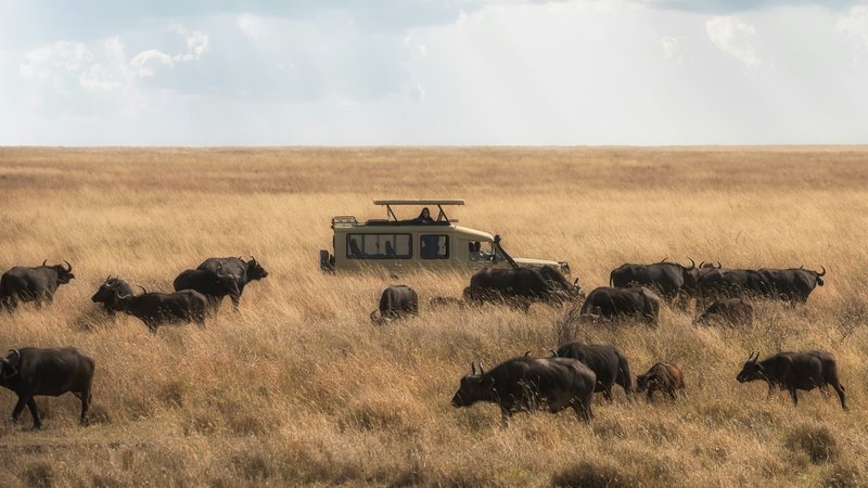 7-Daagse Ervaar de Big Five van Tanzania op Kampeer Safari