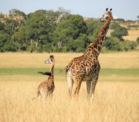 63 Tage Tsavo-Ost- und Taita-Hills-Safari in Kenia - Photo 1