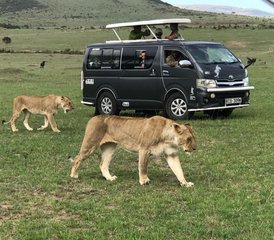 3 Tage Günstige Maasai Mara Safari in Kenia - Photo 2