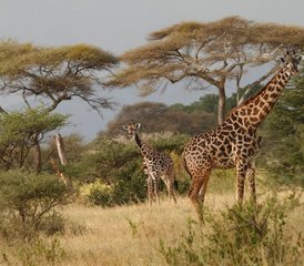 2 jours en court safari en Tanzanie : découvrir le parc national de Tarangire et le cratère du Ngorongoro - Photo 3