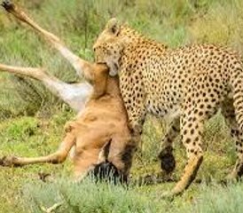 5 Tage Savannah-Expedition, Serengeti-Migration und Big-5-Safari in Tansania ab Sansibar - Photo 4