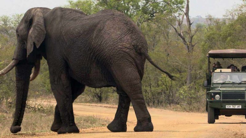 5 Day Kruger Safari in A Midrange Tented Camp in South Africa
