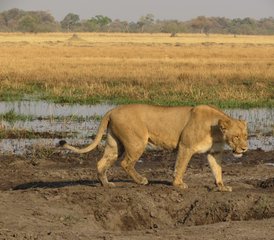 5-Daagse Big Five Safari in Moremi Game Reserve, Okavango Delta, Botswana - Photo 2