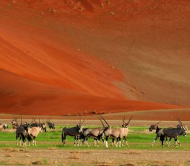 5 días de tour por el desierto del Namib, Sossusvlei y la costa en Namibia - Photo 2