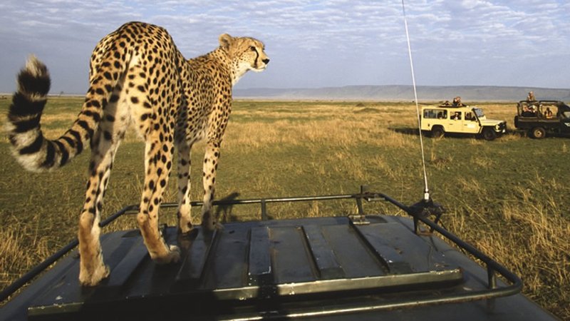 3 Day Masai Mara Safari Holiday in Kenya