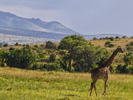 Narok