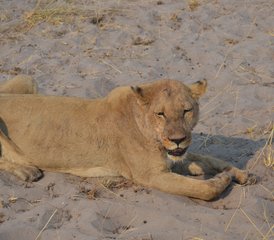 3-Daagse Safari in Central Kalahari Game Reserve - Photo 3