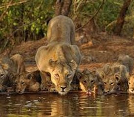 95 jours safari à Selous, parc national de Nyerere et Mikumi, Tanzanie - Photo 1