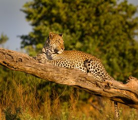 010 Tage Mobile Camping Safari Tour - Photo 1