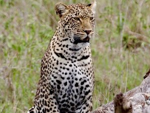 3 Day Best of Masai Mara Safari in Kenya