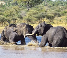9 Day Night Game Drive, Canoeing, and Walking at Crater Rim Safari in Tanzania - Photo 5