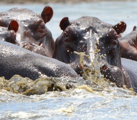 3 Tage Mikumi-Nationalpark und Maasai-Kultur-Erlebnis in Tansania - Photo 2