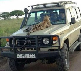 6 Tage Safari-Tour am Lake Manyara, Serengeti, Ngorongoro-Krater und Tarangire in Tansania - Photo 2