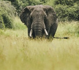 69 Tage Magische Safari in Kenia und Tansania - Photo 1