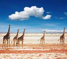 33 Tage Etosha-Nationalpark Wildlife Unterkunfts-Safari in Namibia - Photo 1