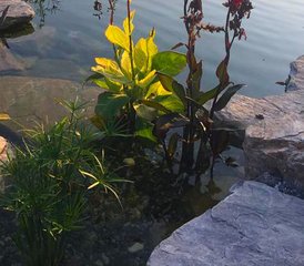 8 días de retiro de yoga ecológico y naturaleza en Milas, Turquía - Photo 4
