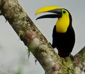 5 jours expédition et circuit faune au cœur de la forêt nuageuse, Équateur - Photo 2