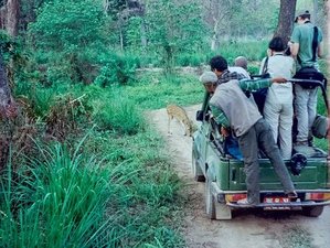 4 jours circuit jungle et faune sauvage à Chitwan, Népal