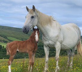 4 Day Wilderness Journey: A Short Break Horse Riding Adventure in Mull of Kintyre, Argyll, UK - Photo 3