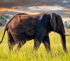 6 días de safari en Tanzania y Kenia en Serengeti, el cráter de Ngorongoro y Amboseli - Photo 5
