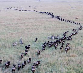 6 Days Wildebeest Migration Safari - Masai Mara National Reserve - Photo 2
