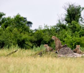 10 Tage Mobile Camping Safari Tour - Photo 4