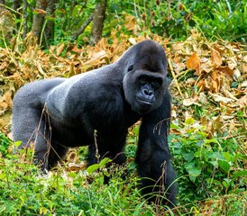 8-Daagse Oeganda Wildlife Safari Avontuur met Gorilla Trekking - Photo 2