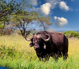 7 Day Tanzania Cultural and Big Five Safari: From Maasai Lands to The Heart of The Serengeti - Photo 2