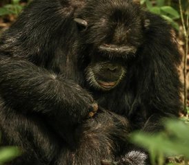 6 Tage Trekking- und Wildtiersafari in Uganda - Photo 2
