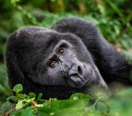 10-Daagse Wildlife Safari in Bwindi, Kibale en Meer met Gorilla Trekking en Boottochten in Oeganda - Photo 4