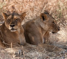 18 jours en stage de vacances à la plage à Zanzibar et safari au parc national de Mikumi, Tanzanie - Photo 1