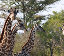 03-Daagse Tanzania Safari in Selous Game Reserve - Photo 1
