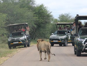 2 Day South African Budget Kruger National Park Safari from Johannesburg