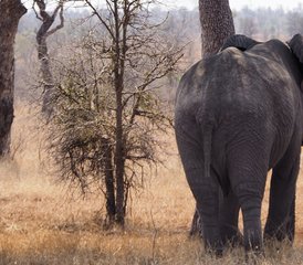 46 jours safari exclusif en 4x4 en autotour de Berg à Bush à Lekgalameetse et Letaba, Afrique du Sud - Photo 1