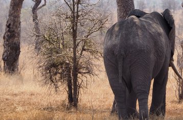6 Day Berg to Bush: Exclusive 4x4 Self Drive Safari Tour in Lekgalameetse and Letaba, South Africa