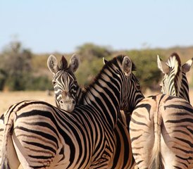 12 Tage Namibia Beste Luxus Geführte Safari - Photo 4