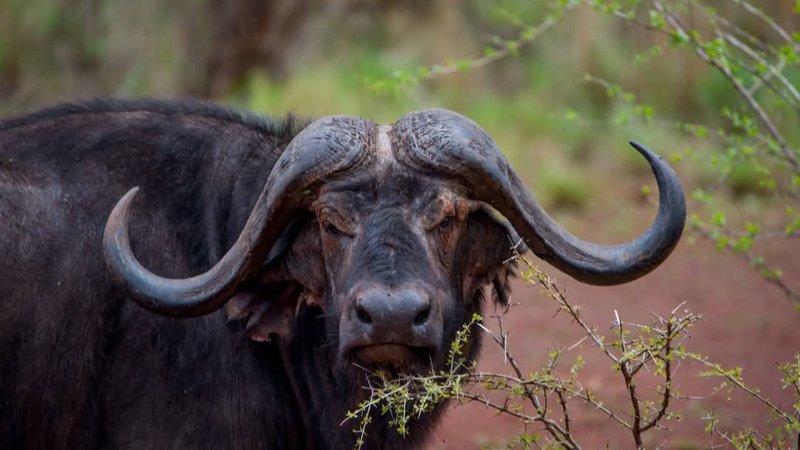 3 Day Best of Masai Mara Safari in Kenya
