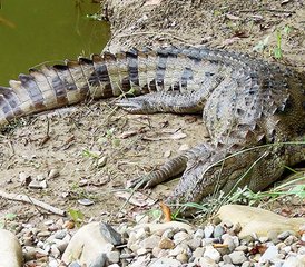 4-Daagse Ontzagwekkende Wildlife-ervaring in Bardiya National Park, Bardiya, Nepal - Photo 3