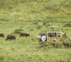 7 días de safari de lujo en lodge por Tanzania más safari a pie con elefantes en Tarangire - Photo 5