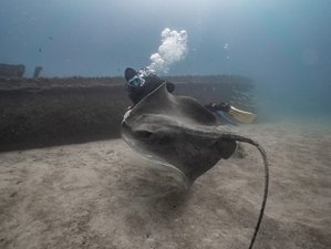 8 Days of Ocean Thrills: Beginner-friendly Dive with PADI Certification and Surf in Tenerife, Spain