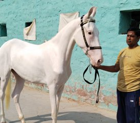8 Day Experience Rajasthan on Horseback: Desert and Exploration Horse Safari in India - Photo 4
