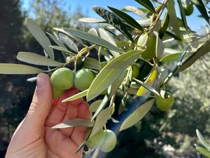 8 Day Olive Harvest Holiday with Cooking, Meditation, and Hiking on the Beautiful Island of Rab