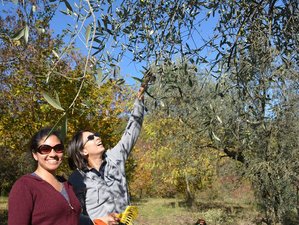 5 Day Journey in the World of the Olive Oil Culinary Holiday in Umbria