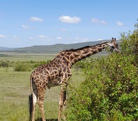 5 Day Masai Mara, Lake Nakuru, Naivasha, and Hell's Gate Budget-Friendly Safari in Kenya - Photo 4